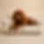 Generated image Haz_que_el_caniche_t-edit-1752501192840.png